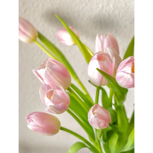 10 Pcs Tulip Bulbs-Fall Plant Spring Bloom
