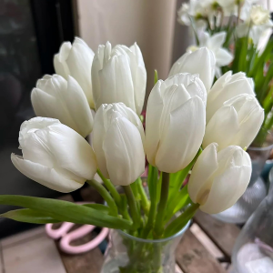 Tulip Bulbs for Planting, Bulb Size 12/14cm, Easy to Grow, Tulip Bulbs for Spring and Autumn Planting